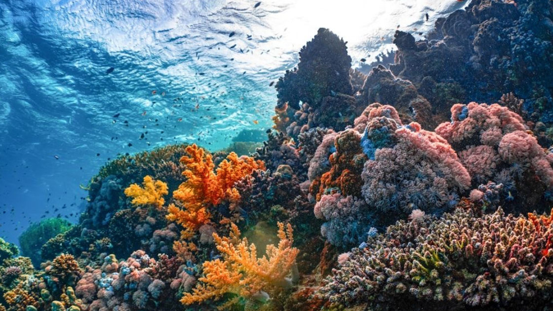 Fashion’s Microplastic Dilemma: The Biodegradable Way Forward