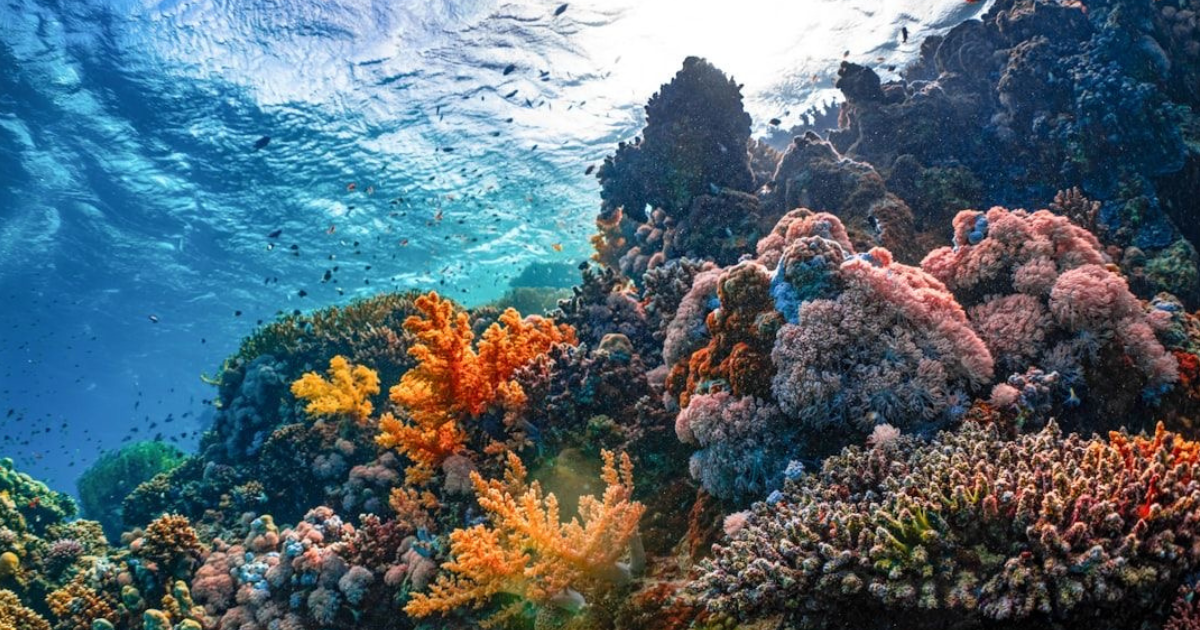 Fashion’s Microplastic Dilemma: The Biodegradable Way Forward